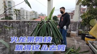 火龍果要想長得好，這些剪枝操作是關鍵，學會了高產豐收很簡單