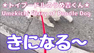 きになる〜 ★トイプードルのうめ吉くん(1483日目)★Umekichi Diary of Poodle Dog