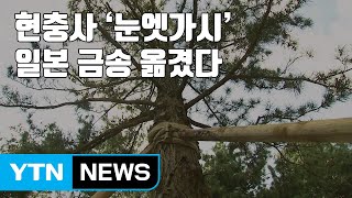 [자막뉴스] 현충사 '눈엣가시' 일본 금송 옮겼다 / YTN