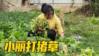 小丽在菜园打猪草，突然侄女打来电话，小丽变得心事重重！【土家九根】