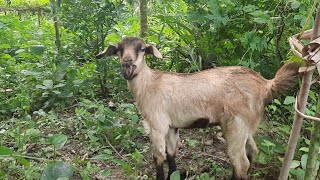 Baby goat sounds। Baby goat preaching sounds। Best goat sound in village (part 2)