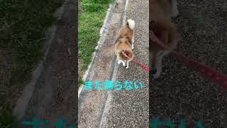 なかなか帰らない時の飼い主の対応