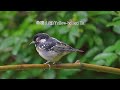 黃腹山雀 yellow bellied tit