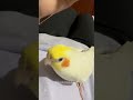 jerry the cockatiel charms with cookie song adorable bird sings 😄 cockatielscraze