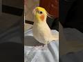 Jerry the Cockatiel Charms with Cookie Song | Adorable Bird Sings 😄 #cockatielscraze