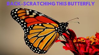 Back scratching a butterfly - for real! :)