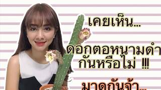 CactusnAjA  ตอน เคยเห็นดอกตอหนามดำกันหรือไม่!!! มาดูกันจ้าาาา