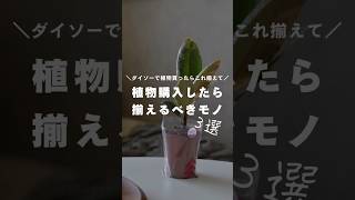 【観葉植物初心者】ダイソーの植物を上手に育てるアイテム #観葉植物 #観葉植物インテリア #観葉植物のある暮らし #観葉植物初心者 #植物のある暮らし #ダイソー