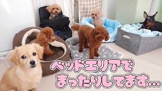 ベッドエリアでまったりしてます…　🐶ひみつきちなう！②🐶 チワックス トイプードル マルプー ミニピン 2022年7月28日