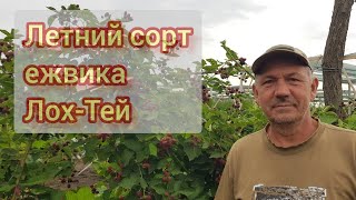 Летний сорт ежевики Лох-Тей начало плодоношения