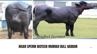 #Gabbar HSB(HISAR SPERM BIOTECH PVT. LTD.) Sire:- #kohinoor #Murrah #Bull #baghelfarmer