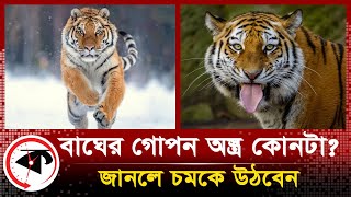 বাঘ যেভাবে গোপন অস্ত্র দিয়ে শিকার ধরে! | Royal Bengal Tiger | Tiger Hunting | Sundarbans | Kalbela