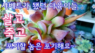 얼었던 다육이 근황 보여드려요! 정상으로 돌아온 러블리로즈 \u0026 고꾸라진 호빗당인은 포기!