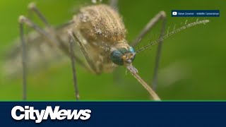 New mosquito species invades Edmonton