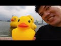 giant inflatable rubber duck is back after deflation in hong kong with the 3rd duck 巨型黃鴨復活遊香港？