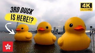 Giant inflatable rubber duck is back after deflation in Hong Kong with the 3rd duck! 巨型黃鴨復活遊香港？