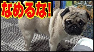 《超ブサかわパグ動画》 初めて部屋の中でママがひとりで撮影したが、完全におまめになめられていた。『おまめ日記』六本木ヒルズのYouTube Spaceに行きました。