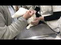 ⑨日本猫のフェレちゃんの治療