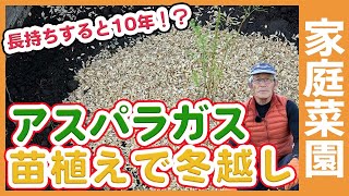 家庭菜園や農園で冬に植えるアスパラガス栽培！長く収穫を楽しむための土作りや苗植えなどアスパラガスの育て方を徹底解説！【農家直伝】