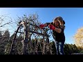 How to Prune Climbing Roses! 🌹 ✂️🌿 // Garden Answer