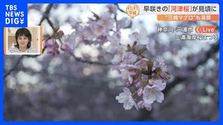 早咲きの「河津桜」がようやく見頃に…三浦海岸で桜まつりが開催中！菜の花・京急・富士山とのコラボも！！三崎マグロも満喫｜TBS NEWS DIG