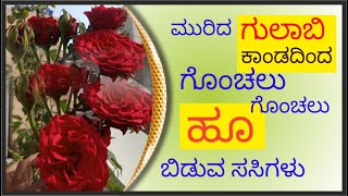 ಮುರಿದ ಗುಲಾಬಿ ಕಾಂಡದಿಂದ #how to grow rose cuttings #marysmanegarden  #organic  #gardening in kannada