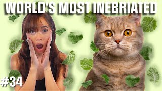 World's Most Inebriated: The Bizarre TRUTH Behind Catnip