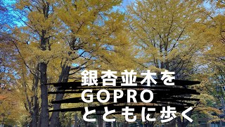 【GoPro 4K撮影】銀杏並木をGoProとともに歩く【北海道大学】