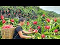 120 days Harvesting agricultural products to sell - Building daily life / ma thi di