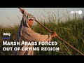 Iraq's marshes are dying, and a civilisation with them | AFP