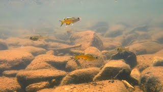 Discovering Wild Fish in the Upper Reaches of the Mary River!