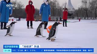 [经济信息联播]“冷经济”升温 黑龙江：“冰雪王国”引来八方客|CCTV财经