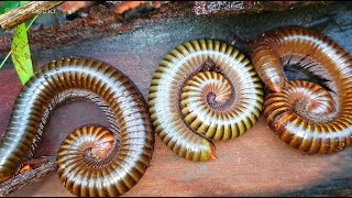 Live Stream-Exploring The Longest Giant Millipedes On The Bamboo Mount