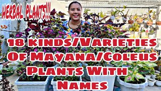 18 Kinds/Varieties of Coleus/#Mayana Plants with Names| #Health Benefits of Coleus| #Herbal Plants