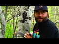 setting trail cams for moose