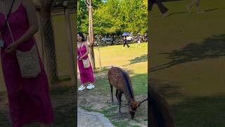 センベイやり終えひと段落した🫎外国人観光客🦌Nara Park