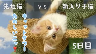 ［cat・先住猫と新入り子猫］キャットタワー（サボテン🌵）でじゃれ合う姿が可愛い😍