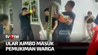 Hii, Ular Python Besar Serang Petugas saat Proses Penangkapan | AKIP tvOne