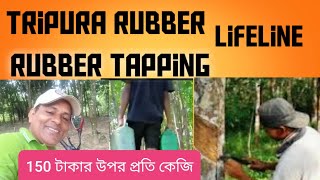 Rubber সংগ্রহ শুরু করুন / এখন রাবারের ঘনত্ব বেশী | বৃষ্টি হয়েগেছে | Tripura Rubber Cultivation.