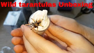 UNBOXING 4 T'S FROM WILD TARANTULAS