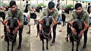 Karnatak Harihar Sheep Market  #youtube #animals #viralvideos