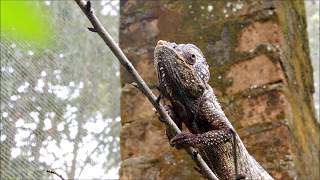 Malagasy giant chameleon eats cricket