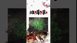 “肝三草”你都知道吗 #中医 #肝硬化 #chinesemedicine #tcm #shorts