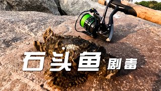 海邊釣到這種魚千萬不要用手去碰，被刺到直接上醫院