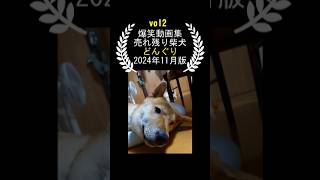 【爆笑】SNSでバズって欲しい癒しの柴犬ショート動画2 #shiba #おもし