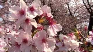 HD 満開の桜、百済寺、Full-bloomed cherry blossoms、癒されて下さい。2011年4月9日