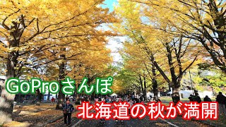 北海道の秋が満開！紅葉のじゅうたんで癒しをお届け@北海道大学イチョウ並木