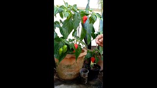 เก็บพริกปีศาจ  Harvesting the Carolina Reaper