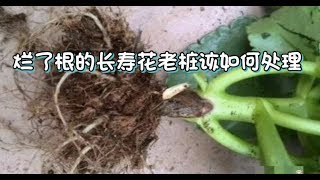 长寿花烂根——烂了根的长寿花老桩该如何处理？