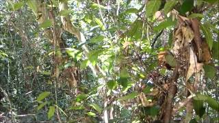 EXTREMELY LOUD Buzzing Noise by the Jade Green Cicada